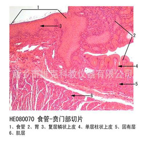 Sección transversal del esófago, tejido del sistema digestivo de cerdo, secciones embrionarias de animales y plantas, observación microscópica de - Product Image 5