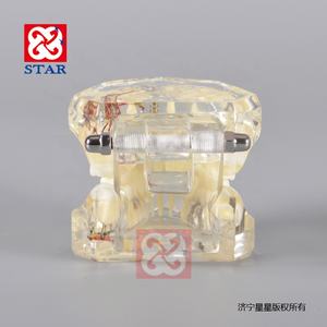 Demonstratiemodel Tandheelkundige Studiemodel Kliniek Mplant Alles In Één Model Met Zenuw - Product Image 3