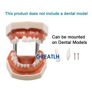 28 Stuks Standaard Tandheelkundige Simulator Tanden Nissin Tandheelkundige Studie Model Tandarts Praktijk Tanden Model Vervangbaar - Product Image 2