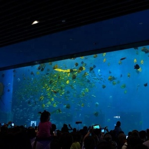 <span class=keywords><strong>Aquarium</strong></span> <span class=keywords><strong>mural</strong></span> en acrylique, fournisseurs d'<span class=keywords><strong>aquarium</strong></span> à poissons, verre à l'intérieur du mur d'<span class=keywords><strong>aquarium</strong></span> à poissons - Product Image 4