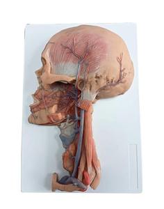 Modèle anatomique réaliste de tête et de cou avec nerfs et vaisseaux sanguins, très demandé, pour les centres de formation médicale professionnelle - Product Image 2