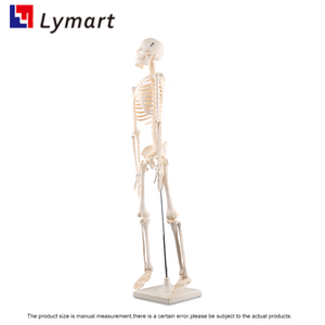 Educación de anatomía ósea 85cm modelo de <span class=keywords><strong>esqueleto</strong></span> humano anatómico de plástico - Product Image 6