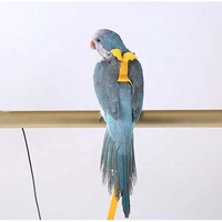 Harnais de perroquet cru pour oiseaux, entraînement facile, laisse en boucle de tête