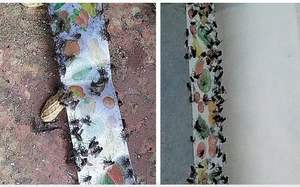 Grand panneau de rubans tueurs de <span class=keywords><strong>mouches</strong></span> domestiques autocollants et <span class=keywords><strong>papier</strong></span> pour éradiquer les <span class=keywords><strong>mouches</strong></span> et les moustiques conception de contrôle des animaux - Product Image 3