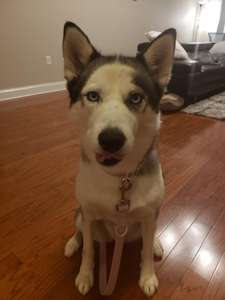 Hot Selling Factory Großhandel Custom Logo PVC Hunde halsband und Leine Geschirr Set Weiche PVC Jagd Hunde halsband Wasserdichte Leine - Product Image 6