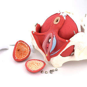 Modello di organo muscolare del pavimento pelvico femminile struttura dell'appendice pelvica femminile Vagina modello scienza medica - Product Image 3