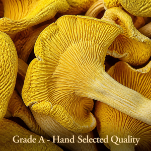 Chanterelles séchées jaunes de qualité supérieure |   Chanterelles déshydratées de qualité supérieure |   Yunnan sauvage biologique |   Vente en gros d'usine - Product Image 3