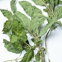 Vente en gros de thé aux herbes chinoises New Nature Feuille de menthe poivrée séchée Feuilles de menthe verte