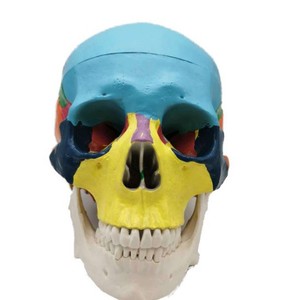 Heidefee Modèle anatomique de crâne coloré en PLA, pour la science médicale et l'éducation, 1 boîte - Product Image 3