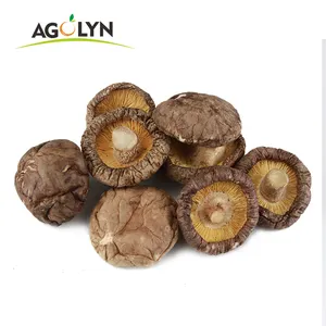 Mycélium de <span class=keywords><strong>Morilles</strong></span> de Qualité Supérieure à Vendre - Product Image 1