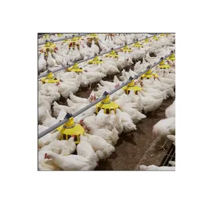 easy to use automatic broilers poultry chicken farm chicken house design chicken farming for beginners