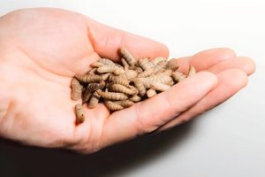 Atacado de Fábrica: Larvas de Mosca Soldado Negra Secas de Alta Qualidade e Sem Aditivos (BSFL) - Product Image 6