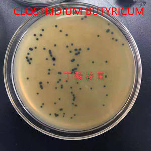 Calidad confiable Mejora la inmunidad 2 mil millones Clostridium Butyricum Alimento para peces Blanco Shandong Alimento para peces de alta pureza Maltodextrina - Product Image 3