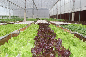 Fábrica que Suministra Sistemas de Cultivo Hidropónico NFT - Product Image 4