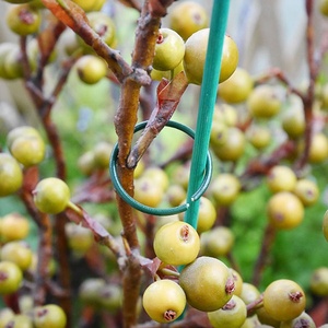 Anillo de plantas recubiertas de PVC, verde, para jardinería - Product Image 5