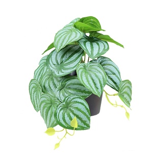 Senmasine Monstera <span class=keywords><strong>Spathiphyllum</strong></span> Pothos taro เงิน Begonia ใบแตงโมพืชใบพืชในหม้อ - Product Image 1