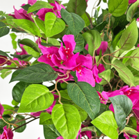 Vente en gros de bougainvilliers artificiels de 150cm en fausse soie bougainvillier bonsaï pour la maison, le bureau, le patio, le balcon et la décoration de mariage