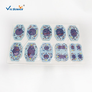 Models of mitosis and meiosis in plant and animal cells; demonstration teaching aids for chromosome <b>changes</b> in biology. - Product Image 4