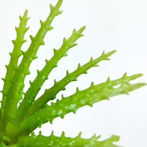 The ฟันเลื่อย aloe ตกแต่งภายในบ้าน mini succulent พืช - Product Image 6