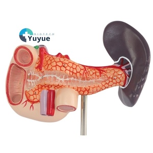 Modelo anatómico de PVC para ciencia médica, hígado humano, bazo, páncreas, tronco celíaco, vena porta hepática, modelo de sistema digestivo - Product Image 1