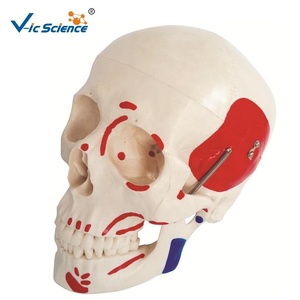 Modèle <span class=keywords><strong>de</strong></span> crâne humain musculaire coloré - Modèle d'enseignement d'anatomie grandeur nature pour la formation médicale et la démonstration clinique. - Product Image 6