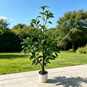 Árbol Artificial de Alta Gama Ma Zui Mu para Sala de Estar - Product Image 4