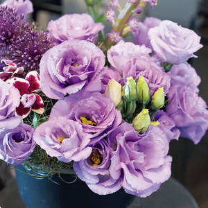 Origine de l'Eustoma grandiflorum : Variétés de fleurs à double pétales, faciles à cultiver, adaptées aux jardins extérieurs. - Product Image 4