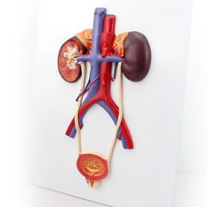 Medizinisches Modell des menschlichen Harn systems Nieren anatomie modell Medizinisches Modell für Harnleiter-Harnröhre - Product Image 5