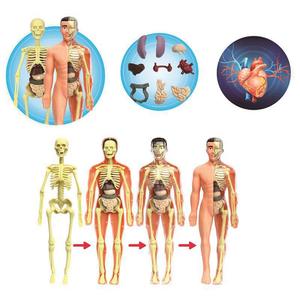 Modèle 3D du corps humain, modèle de torse, jouets éducatifs à assembler, outils d'apprentissage de l'anatomie humaine, jouets d'apprentissage précoce - Product Image 4