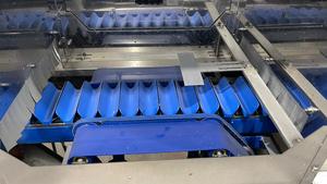 Strauss profesional 1 línea para espárragos en Alemania Diseño inteligente de alta eficiencia Línea de clasificación de vegetales de clasificación de frutas usadas - Product Image 2