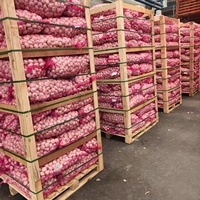 Groothandel Bulk Normale Witte Knoflook Verse Knoflook Groothandelsprijs Professionele Leverancier Ajo Verse Knoflook China Groenten Ail Alho