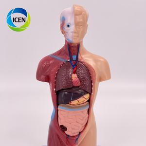 IN-M5 Medische Wetenschap Plastic Dubbele Seks Anatomie 85Cm Hoogte 32 Delen Anatomisch Medisch Mannelijk Menselijk Torso Model - Product Image 6