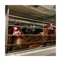 Nouvelles cages à batterie automatiques Tianrui de type H en acier galvanisé pour poules pondeuses en Afrique, 3 à 8 niveaux, 15-20 ans de durée de vie