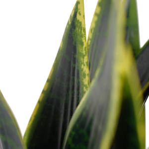 Mini árbol de agave artificial serpiente planta interior <span class=keywords><strong>Sansevieria</strong></span> bonsái para decoración del hogar en maceta interior Ornamental Mini <span class=keywords><strong>dormitorio</strong></span> de plástico - Product Image 3