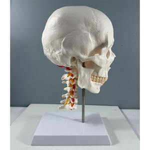 Modelo de Cráneo de PVC de 3 Partes con Columna Cervical de 7 Secciones - Herramienta Educativa de Anatomía - Product Image 5