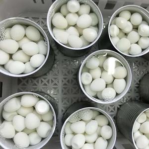 Venta al por mayor de huevos de codorniz de agua Proveedor DE EXPORTACIÓN DE China a Japón Corea Huevos de mesa Almacenamiento en frío <span class=keywords><strong>Parro</strong></span> Huevo para incubar 450g - Product Image 4