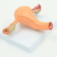 KyrenMed Modèle d'ovaire d'utérus normal féminin humain avec couverture Modèle d'organe reproducteur d'utérus et d'organes génitaux Simulation de gynécologie