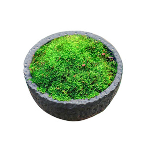 Moss Spore Powder Fresh Moss Green Plants All Year Round Short Fiber Water Absorbing Stone <b>Seeds</b> Micro Landscape <b>Bonsai</b> - Product Image 1