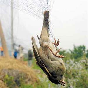 稻田捕鸟网手剪加工服务 - Product Image 1