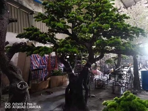Personnaliser 3m de hauteur grand intérieur extérieur arbre artificiel cyprès pin arbre bonsaï pour la décoration de jardin et de paysage - Product Image 6
