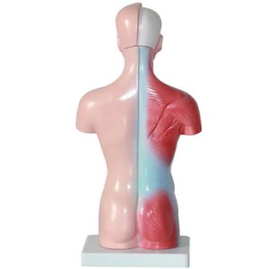 Maniquí de medio <span class=keywords><strong>cuerpo</strong></span> <span class=keywords><strong>humano</strong></span> con órganos internos, modelo de anatomía biológica - Product Image 5