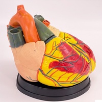 Modelo Anatómico de Corazón Jumbo Ampliado 4 Veces, Modelo de Enseñanza de Ciencias Médicas y Biológicas Humanas, Material de PVC para Escuelas