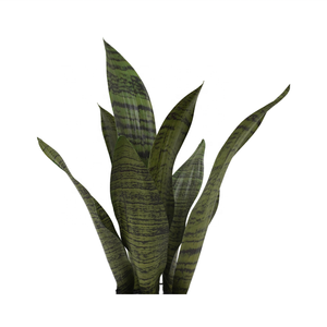 Usine personnalisée Simulation Oh Arts plante artificielle serpent plantes tige dans un pot en céramique avec pieds en <span class=keywords><strong>bois</strong></span> support pour la décoration de la maison - Product Image 5