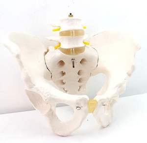 מודל של עמוד השדרה ואת האגן הדיסקים הלומברי האגן הדיסקים הבין חולייתיים - Product Image 3