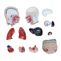 Modelo de Torso Humano Desmontable de Grado Médico, 42 cm, 13 Partes, Modelo de Anatomía de Torso Masculino Adulto para Ciencias Médicas