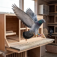 Nichoir en bois pour pigeons de course, cage d'élevage écologique, fournitures pour colombiers, cage à oiseaux, cage à pigeons