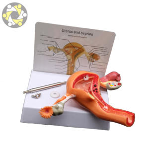 Modèle d'anatomie génitale féminine-Utérus et ovaire artificiels pour <span class=keywords><strong>l</strong></span>'étude des sciences médicales - Product Image 3
