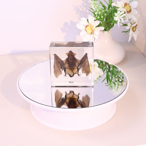 מפעל סיטונאי שקוף שרף בעלי חיים עטלף דגימה ציוד הוראה חינוכית לשיעור ביולוגי בבית הספר - Product Image 6