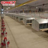 Système d'élevage avicole automatique grande capacité pour l'élevage au sol, avec ligne de cages de pontage pour poules pondeuses