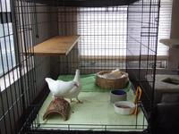 Cage d'élevage de Pigeon, avec tous les accessoires